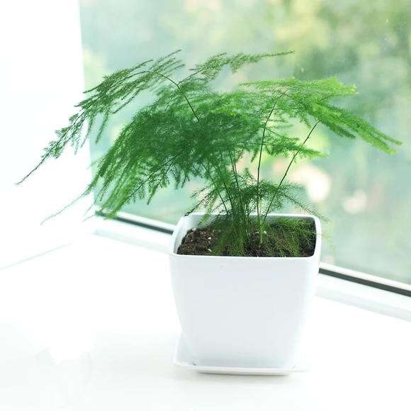 文竹.jpg 文竹.jpg