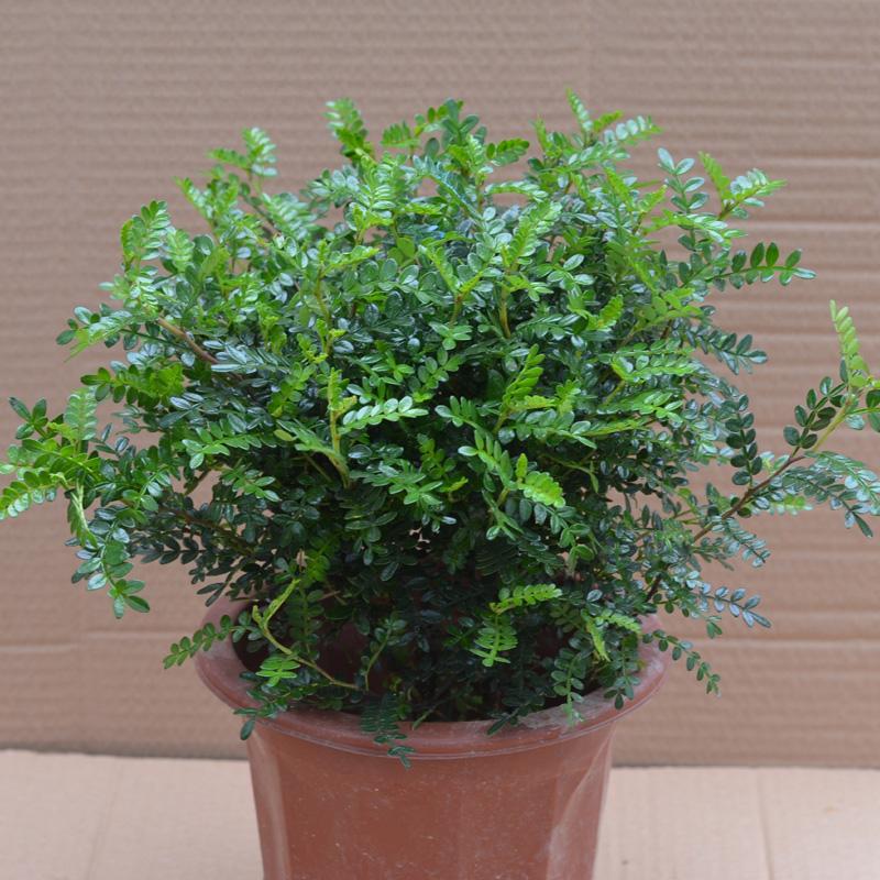 清香木.jpg 清香木.jpg