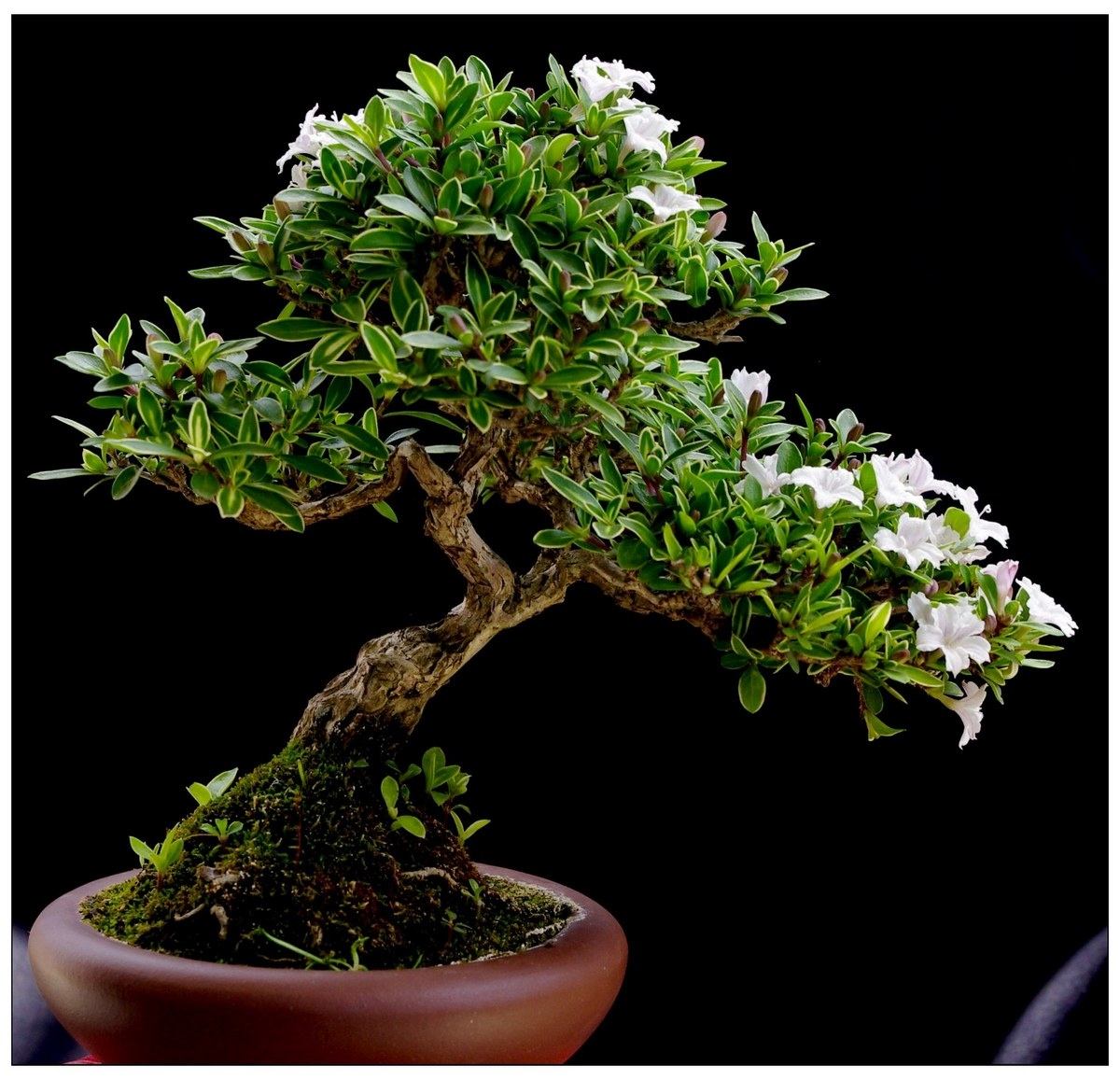 六月雪.jpg 六月雪.jpg