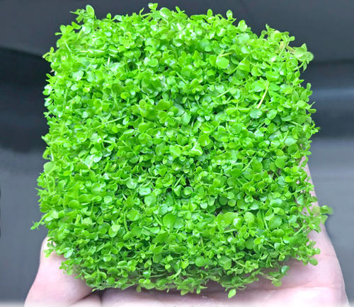 珍珠草.jpg 珍珠草.jpg